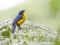 Zwartwangbergtangare, Santa Marta Mountain-Tanager, Anisognathus melanogenys Royalty Free Stock Photo