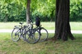 Zwei Fahrraeder im Park neben einem Baum.