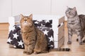 Two cats in a living room Royalty Free Stock Photo