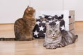 Two cats in a living room Royalty Free Stock Photo