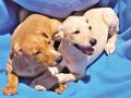 Two Labrador puppies clinging to each other lie on a blue blanket in the sun. Royalty Free Stock Photo