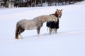 Two horses in winter in the snow Royalty Free Stock Photo