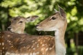 Zwei Rehe schauen in die Ferne