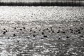 Zwemmende watervogels, Swimming waterbirds