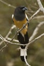 Zwerfekster, Rufous Treepie, Dendrocitta vagabunda