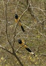 Zwerfekster, Rufous Treepie, Dendrocitta vagabunda