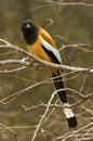 Zwerfekster, Rufous Treepie, Dendrocitta vagabunda