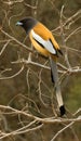 Zwerfekster, Rufous Treepie, Dendrocitta vagabunda