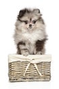 Zwerg Spitz in basket on a white background Royalty Free Stock Photo