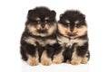 Zwerg Spitz puppies on white background Royalty Free Stock Photo