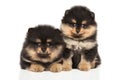 Zwerg Spitz puppies on white background