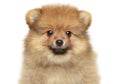 Zwerg Spitz puppy looking at the camera on a white background