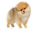 Zwerg Spitz Spitz puppy on a white background Royalty Free Stock Photo