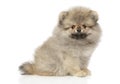 Zwerg Spitz puppy, sits in front of white background