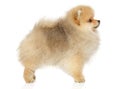 Zwerg Spitz puppy in standing