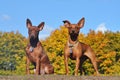 Zwergpinscher in the Autumn Royalty Free Stock Photo