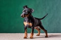 Zwergpinscher on green background. Royalty Free Stock Photo