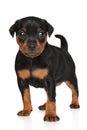 Zwergpinscher puppy in stand on white Royalty Free Stock Photo