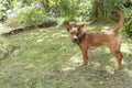 Zwergpinscher puppy stands on green grass