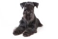 Zwergschnauzer Royalty Free Stock Photo