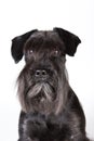 Zwergschnauzer Royalty Free Stock Photo