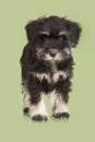 Zwergschnauzer puppy Royalty Free Stock Photo