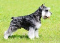 Zwergschnauzer dog Royalty Free Stock Photo