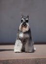 Zwergschnauzer dog Royalty Free Stock Photo