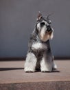 Zwergschnauzer dog Royalty Free Stock Photo