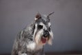 Zwergschnauzer dog Royalty Free Stock Photo