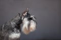 Zwergschnauzer dog Royalty Free Stock Photo