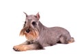 Zwergschnauzer lying Royalty Free Stock Photo