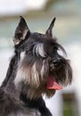 Zwergschnauzer portrait Royalty Free Stock Photo