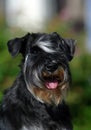 Zwergschnauzer portrait green background Royalty Free Stock Photo