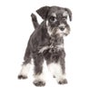 Zwergschnauzer puppy Royalty Free Stock Photo