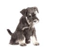 Zwergschnauzer puppy Royalty Free Stock Photo