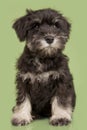 Zwergschnauzer puppy Royalty Free Stock Photo