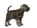 Zwergschnauzer puppy standing in profile. Royalty Free Stock Photo