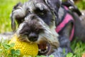 Zwergschnauzer puppy terrier is lying on green lawn playing with a yellow ball. Royalty Free Stock Photo