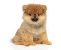 ZwergSpitz puppy sits in front of white background Royalty Free Stock Photo