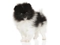 Zwergspitz puppy on a white background Royalty Free Stock Photo