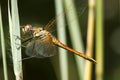 Zwervende heidelibel, Red-veined Darter, Sympetrum fonscolombii