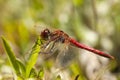 Zwervende heidelibel, Red-veined Darter, Sympetrum fonscolombii