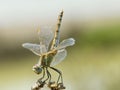 Zwervende heidelibel, Red-veined Darter, Sympetrum fonscolombii