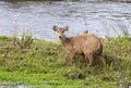 Zwijnshert, Indian hog deer, Hyelaphus porcinus Royalty Free Stock Photo