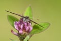 Zwitserse glanserebia, Swiss Brassy Ringlet, Erebia tyndarus