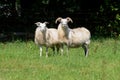 Zwo sheeps Royalty Free Stock Photo