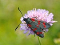 Zygaena