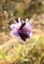 Carniolan Burnet Moths sitting on a pink cornflower Royalty Free Stock Photo