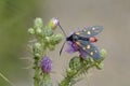 Zygaena ephialtes, Greece Royalty Free Stock Photo